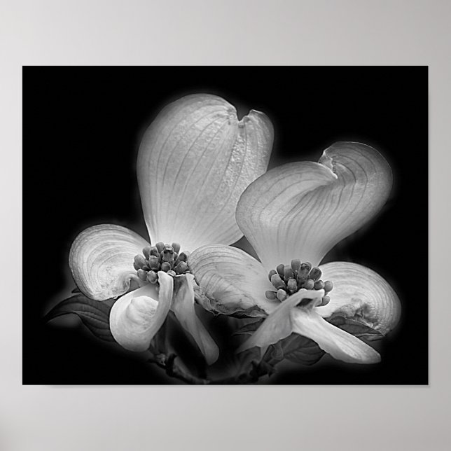 Poster Le Dogwood Fleurit En Noir Et Blanc (Devant)