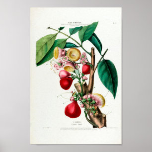 Poster Le Eugénie Vintage Fruit Flore botanique D Ameriqu