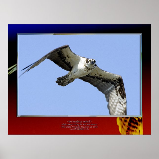 Poster le Feathery Eyeball (Devant)