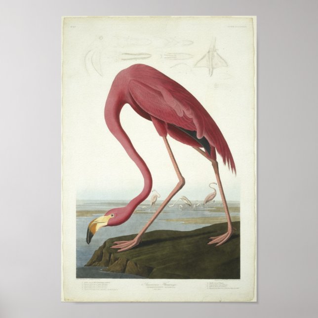 Poster Le Flamant rose fait un tour (Devant)