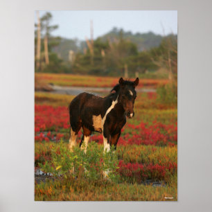 Poster Le Foal De Chincoteague En Fleurs Rouges