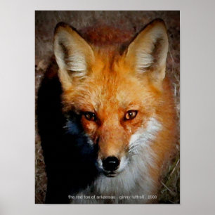 Poster Le Fox rouge de l'Arkansas