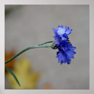 Poster Le froid hivernal