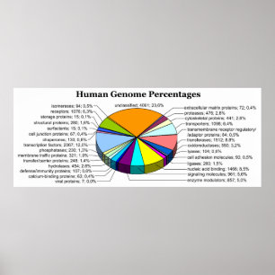 Poster Le génome humain avec le nombre et les pour cent