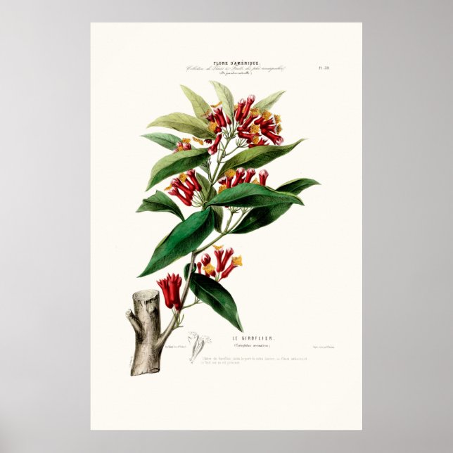 Poster Le Giroflier Red Clove Amerique Botanique (Devant)