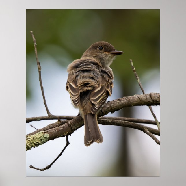 Poster Le Gobe-Mouche (Devant)