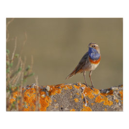 Poster Le gorgebleue à miroir 