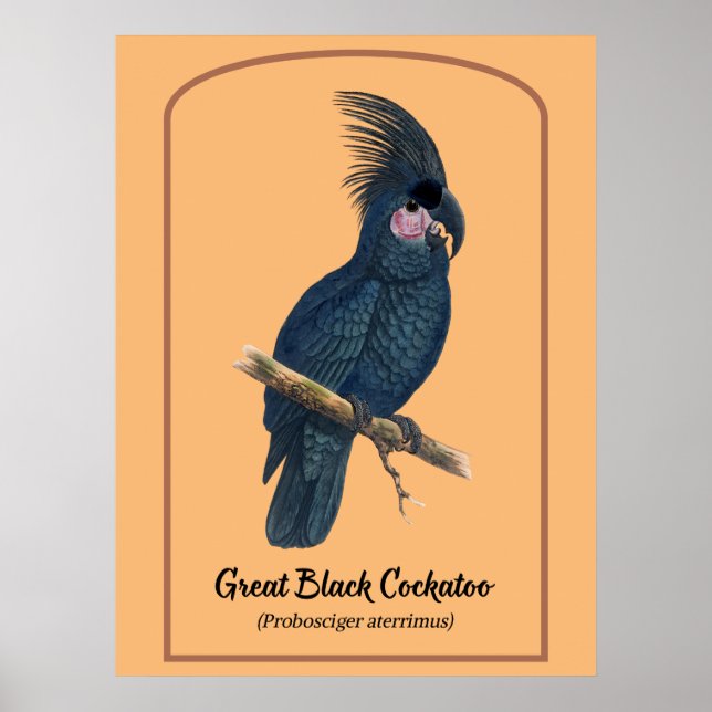 Poster Le grand Cockatoo noir (Devant)