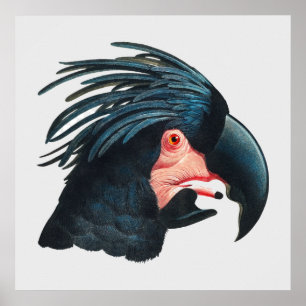 Poster Le Grand Cockatoo Noir de François Levaillant.