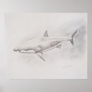 Poster Le grand dessin de requins blancs