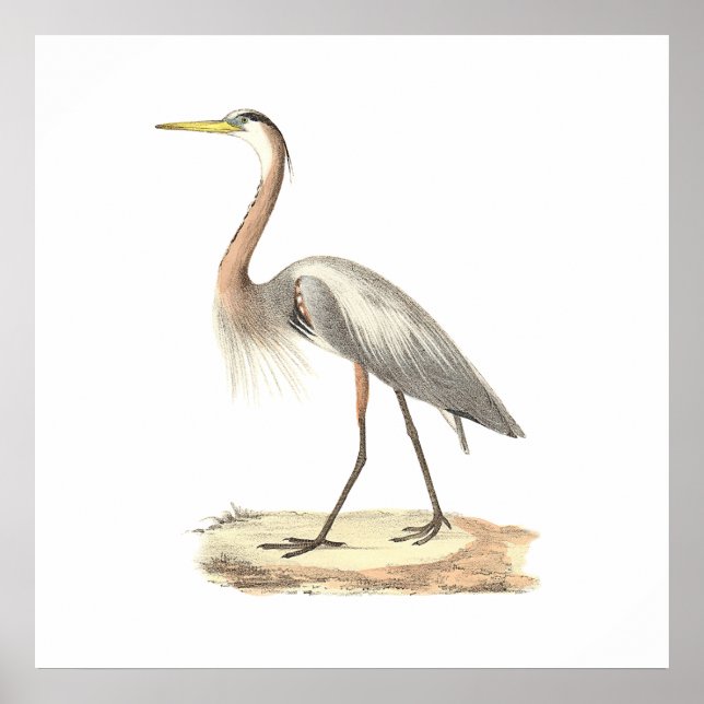 Poster Le grand héron bleu (Ardea herodias) (Devant)