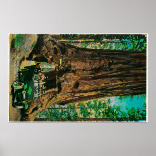 Poster Le grand verger d'arbre de Mariposa, Yosemite