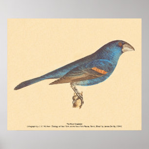 Poster Le Grosbeak bleu, les oiseaux new-yorkais de James