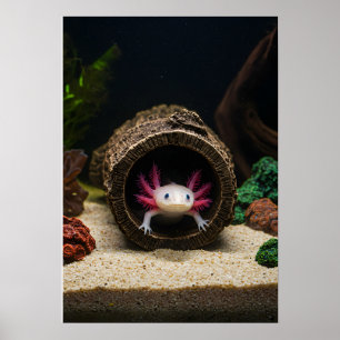 Poster Le haut de l'Axolotl