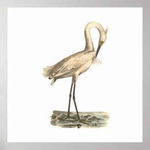 Poster Le héron à crête blanche (Ardea candidissima)