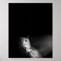 Le hibou, noir et blanc, photo