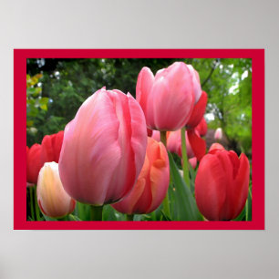 Poster Le jardin de tulipe de printemps rose et rouge