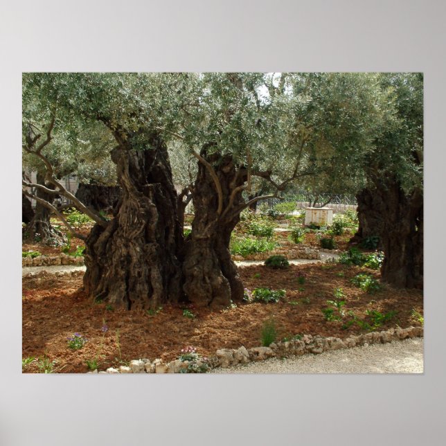 Poster Le jardin du Getsêmani à Jérusalem, la Ville Saint (Devant)