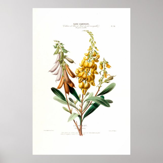 Poster Le Jouet Jaune doré Botanique Floral Amerique (Devant)