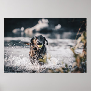 Poster Le Labrador Noir Joue Dans L'Eau