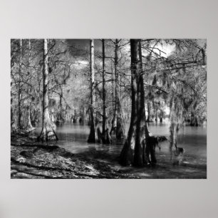 Poster Le lac Cypress en noir et blanc