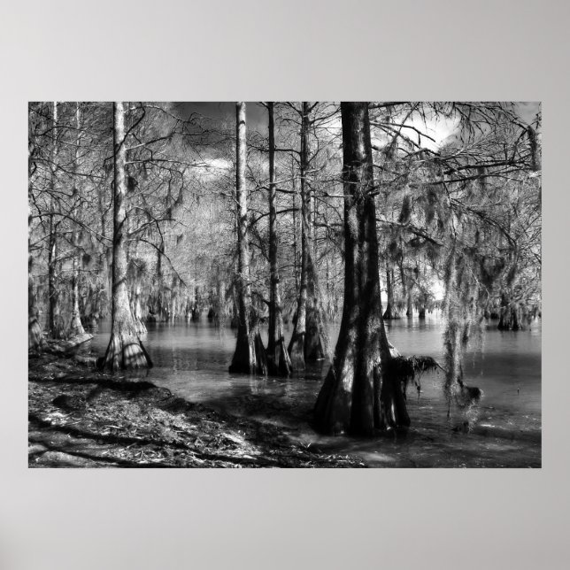 Poster Le lac Cypress en noir et blanc (Devant)