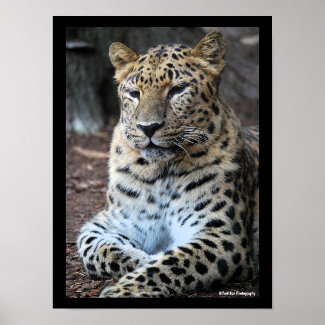 Poster Le Léopard Majestueux (Devant)