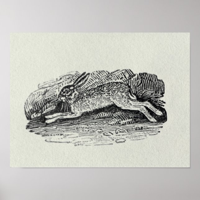 Poster Le lièvre (Devant)