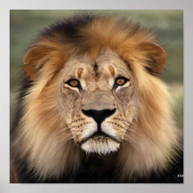 Poster Le lion (Devant)