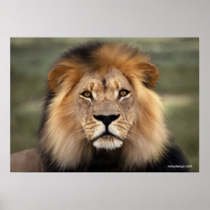Poster Le lion