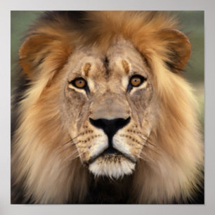 Poster Le Lion