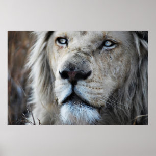 Poster Le lion écoute mon battement de coeur Afrique
