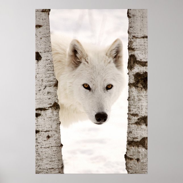 Poster Le loup d'hiver (Devant)