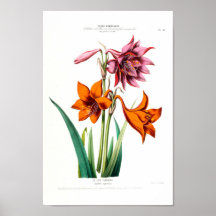 Le Lys Caraibe Amarillus Equestris Amérique Vintag