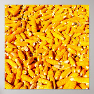 Poster Le maïs sur la plaque