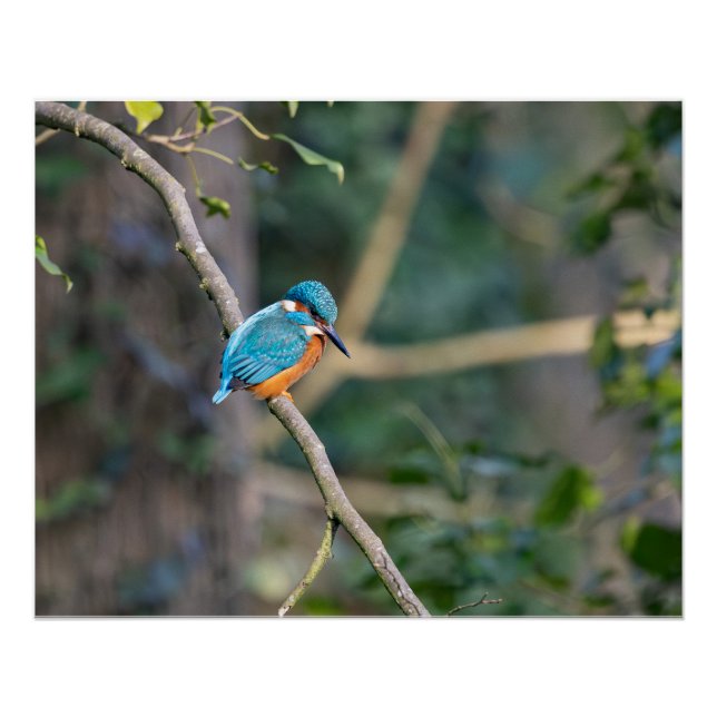 Poster Le martin-pêcheur (Devant)