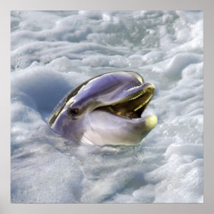 Poster Le meilleur sourire d'un dauphin