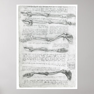 Poster Le membre supérieur, Leonardo da Vinci