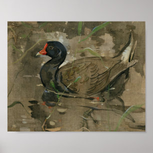 Poster Le Moorhen   Joseph Crawhall