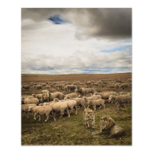 Poster Le mouton et les lions coexistent en harmonie
