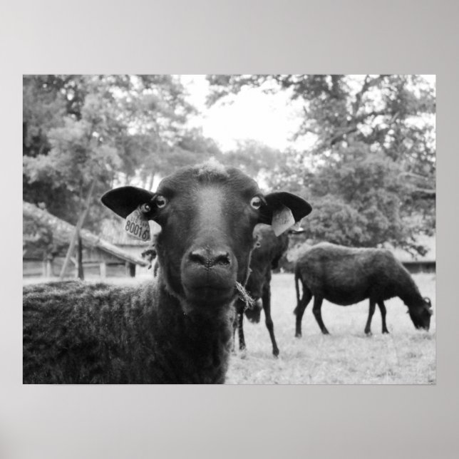 Poster Le mouton noir (Devant)