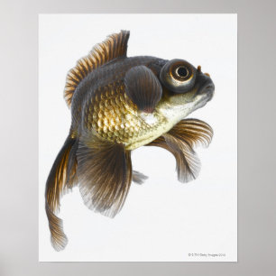 Poster Le noir amarrent le poisson rouge (auratus de