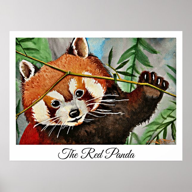 Poster Le Panda roux (Devant)