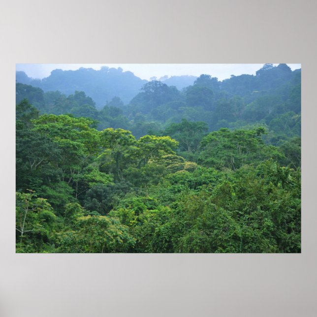 Poster Le panorama sur la canopée de la forêt tropicale (Devant)