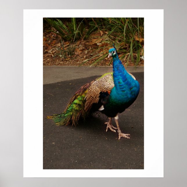 Poster Le paon (Devant)