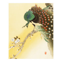 Le paon sur l'arbre à fleurs de cerisiers