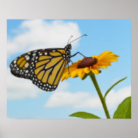 Le papillon Monarque sur une Susan aux yeux noirs