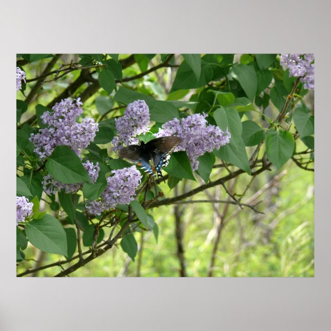 Poster Le papillon Swallowtail et Lilac Bush (Devant)