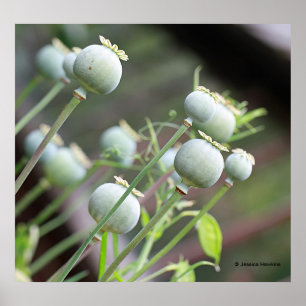 Poster Le pavot capsule l'affiche