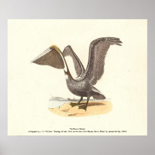 Poster Le pélican Brown (Pelecanus occidentalis) NY Bird